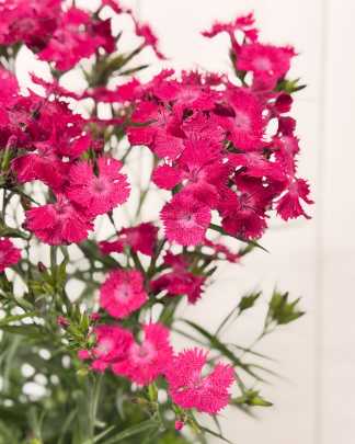 Dianthus "Magenta"