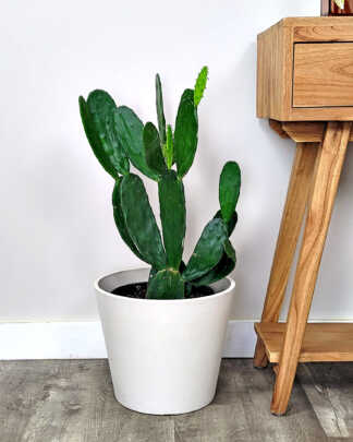 Prickly Pear Cactus