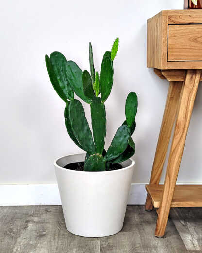 zeylanica snake plant Snake Plant 'Zeylanica' – Jardineries Botanix main image 1