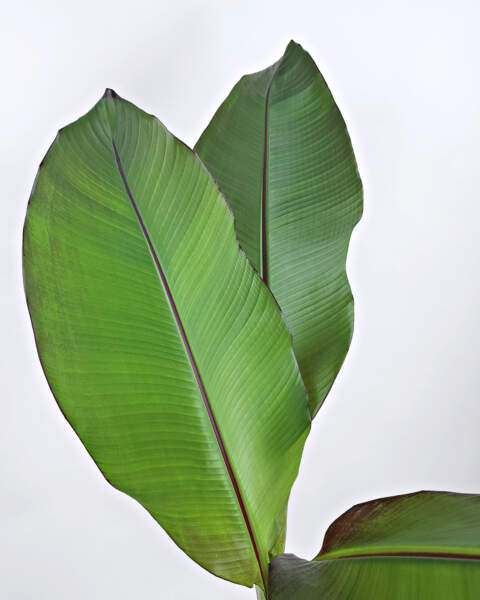 Foliage Foliage