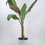 Ensete banana