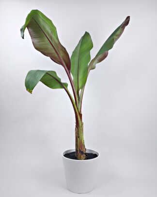 Ensete banana