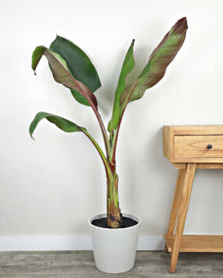 Ensete banana