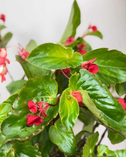 Foliage Foliage