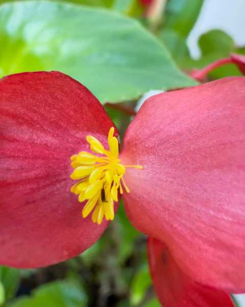 Flower 2 Flower 2