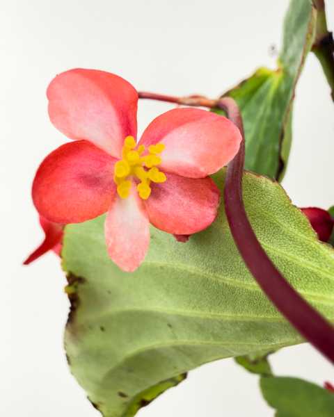 Flower 1 Flower 1
