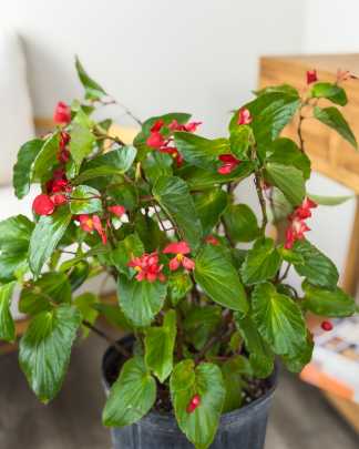 Begonia Green Leaf Red Flower