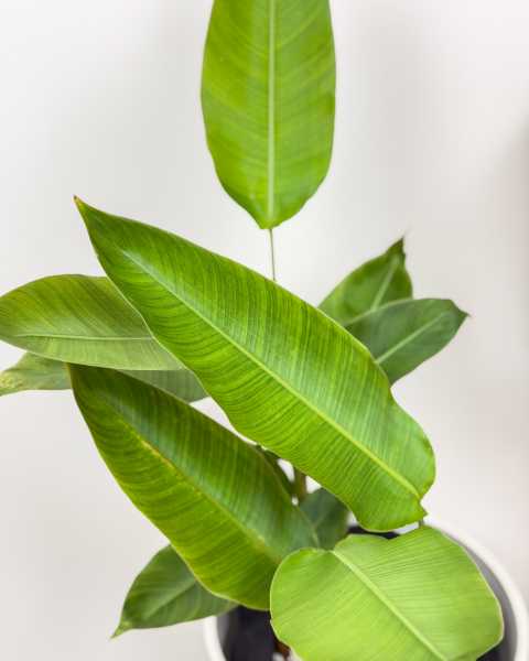 Foliage