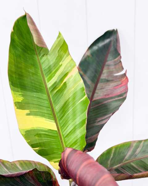 Foliage
