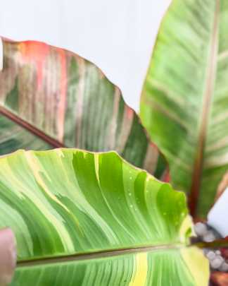 Musa Acuminata Nono