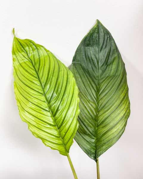 Foliage