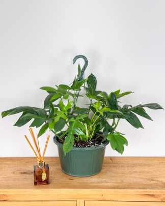 Large, Hanging Basket