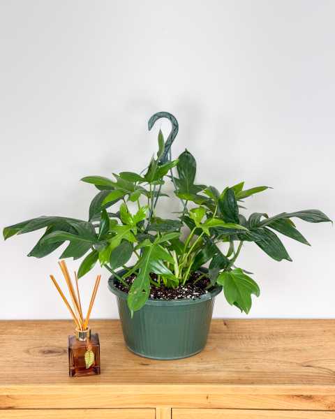 Large, Hanging Basket
