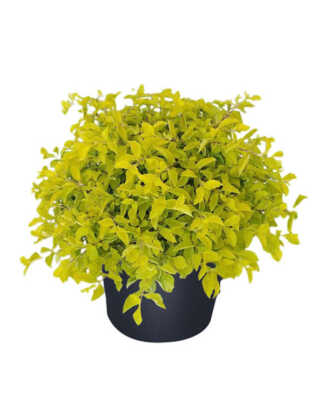 duranta gold mound golden dewdrop large