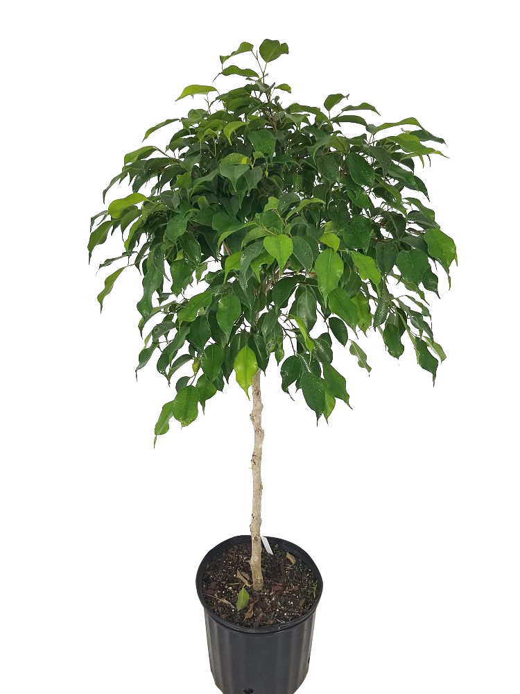 Buy Ficus benjamina 'Wintergreen', Weeping Fig Free Shipping over 100