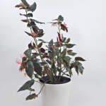 Red Begonia