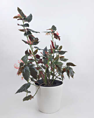 Red Begonia
