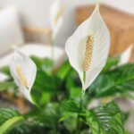 Peace Lily (Sweet Pablo)