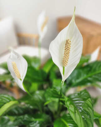Peace Lily (Sweet Pablo)