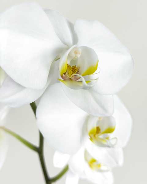 Flower White