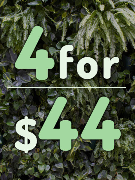 4 for 44