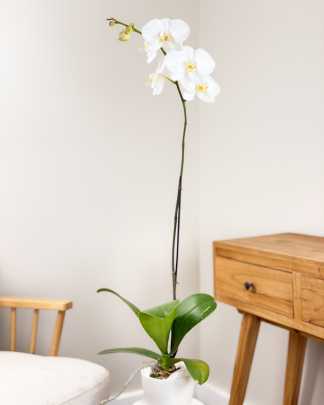 Orchid Single Spike - White, Medium