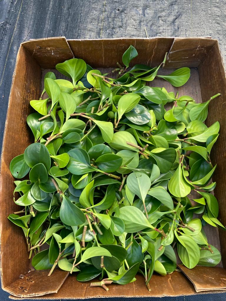 Cuttings