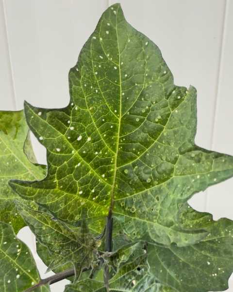 Leaves