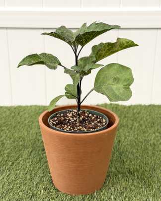 Devil's Trumpet - Medium