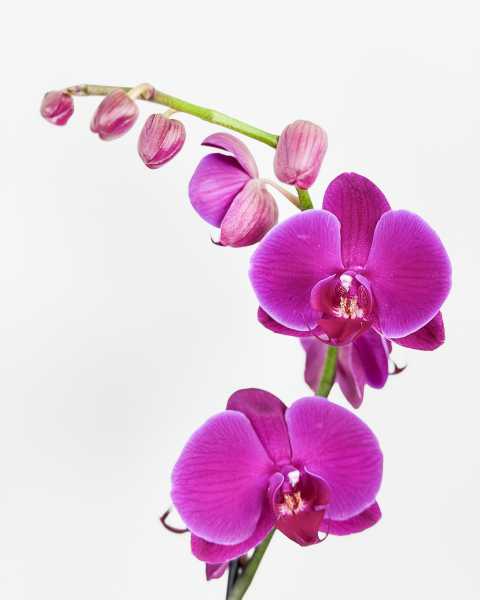 Flower Magenta