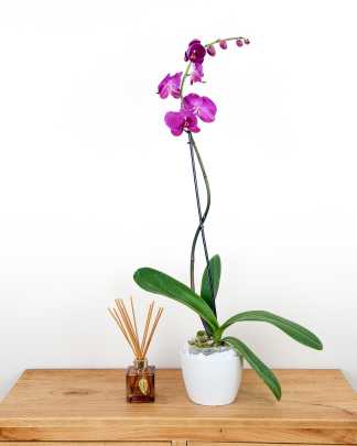 Orchid Single Spike - Magenta, Medium