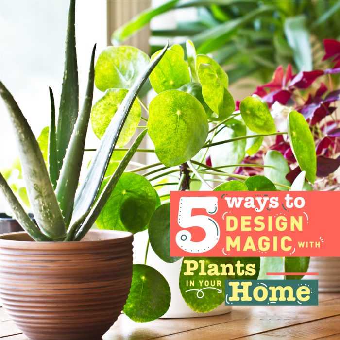 5ways-to-design-1080x1080 5 ways to design magic with plants in your home