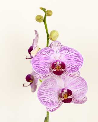 Orchid Single Spike