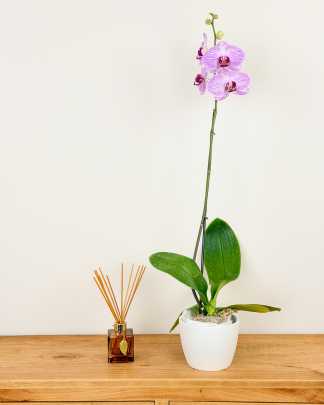 Orchid Single Spike - Pink, Medium
