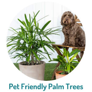 Pet Friendly Palm Trees