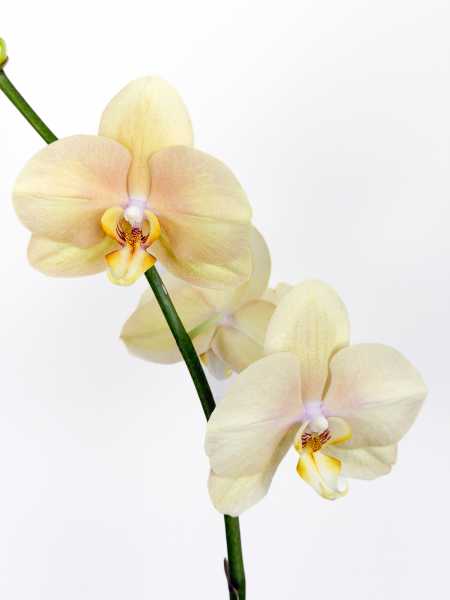 Flower Champagne
