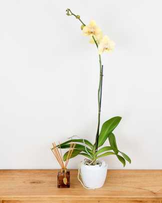 Orchid Single Spike - Champagne, Medium