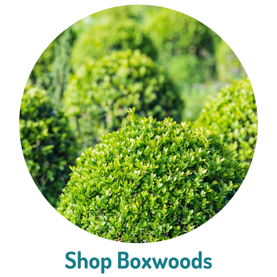 8 Shop boxwoods