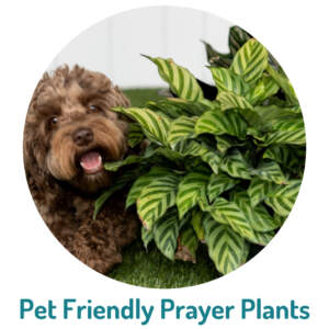 Pet Friendly Prayer Plants