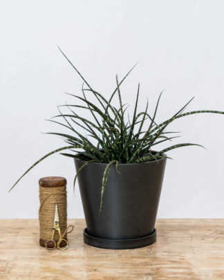 8 Inch Black Planter