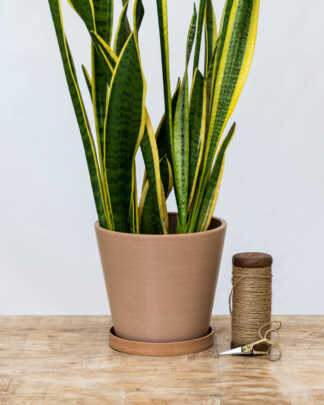 8 Inch Brick Pink Planter