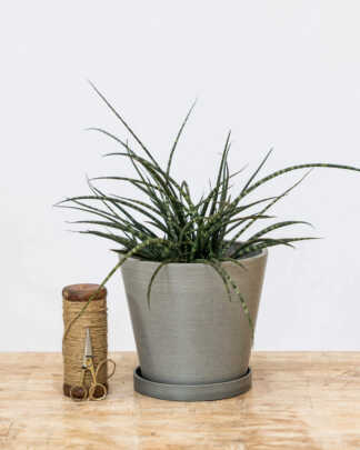 8 Inch Cement Planter