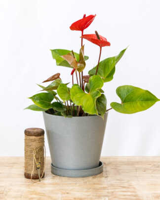8 Inch Light Grey Planter