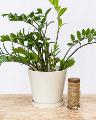 8 Inch White Planter