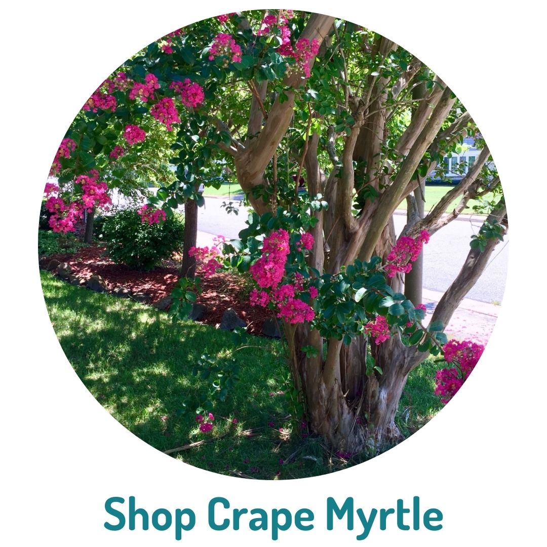 9 Shop Crape Myrtles