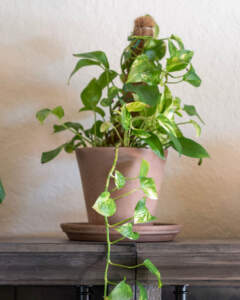 Golden Pothos Vine