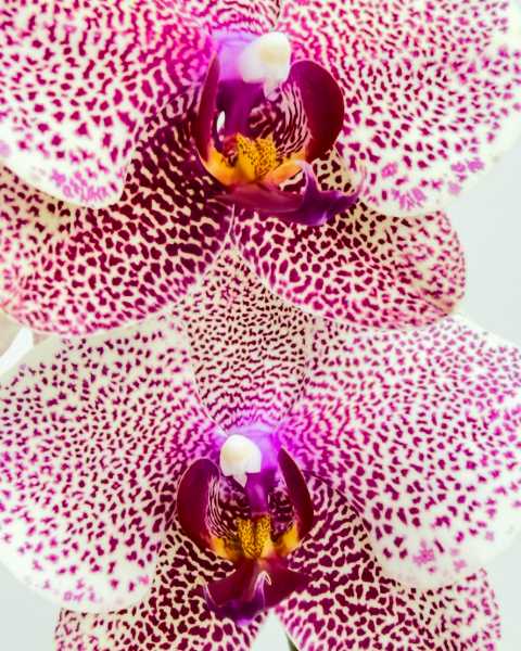 Flower Speckled Pink