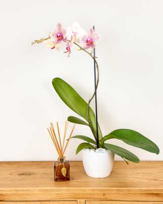 Orchid Single Spike - Speckled Pink, Medium