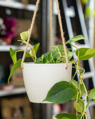 Nube Hanging Planter