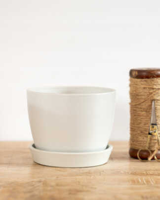 Meseta Planter